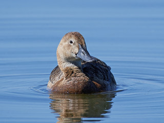 Common pochard (Aythya ferina)