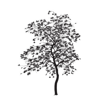 Silhouette: a mountain ash with leaves