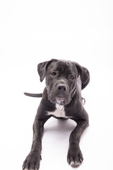 hund mit direktem blick in die kamera