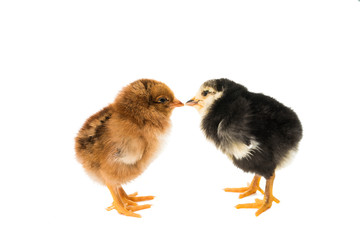 little chicken isolated