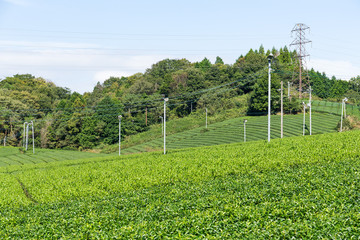 Green tea tree