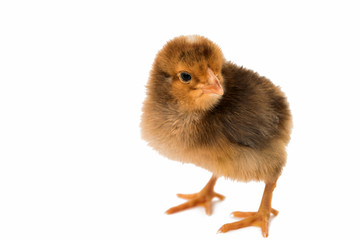 little chicken isolated