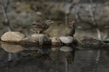house sparrow reflection