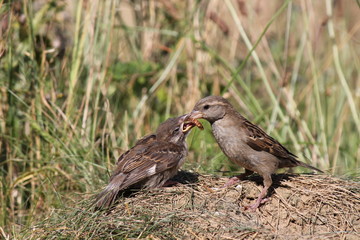 house sparrow feeding young