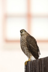 sparrowhawk on fence looking forward