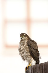 sparrow hawk on fence grooming