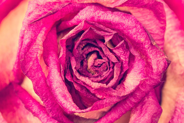 Dried rose background