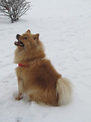 Ginger fluffy pomeranian dog