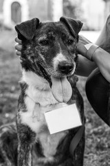 Black and white Shelter dog portrait in the park.
