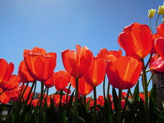 The red tulip/赤いチューリップ