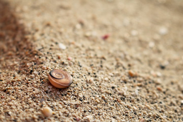 Fototapeta na wymiar Beautiful shells on the sand. 