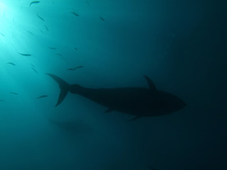 Bluefin Tuna