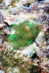 Fototapeta na wymiar Sea anemone coral reefs in shallow water. 