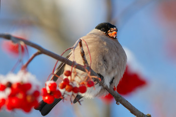 Bullfinch eating red rowan berry on blue sky background