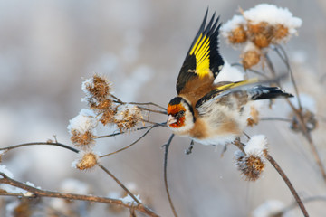 Goldfinch bird fly away from branch of burdock