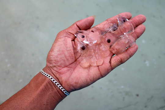 Salpa,Creatures in the sea. 