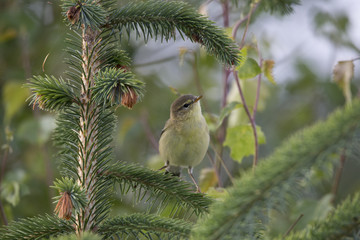 willow warbler on pine tree