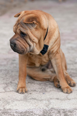 adult shar pei
