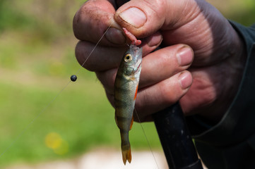 little small fish on the fisherman's hook