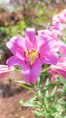 pink lily flower in garden background,pink flower background