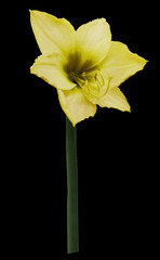 Naklejka na ściany i meble yellow flower, black isolated background with clipping path. Closeup. no shadows. Shot of yellow Colored. Nature.