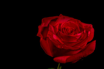 rose rouge sur fond noir