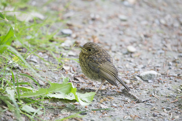 Yellowhammer juvenile perched on ground