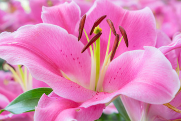 Fototapeta na wymiar pink lily flower in garden background,pink flower background