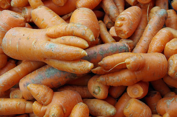 Shapely rustic carrots displayed for market