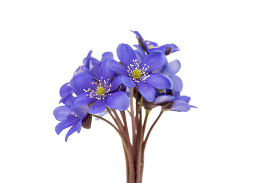 Fototapeta blue flower isolated