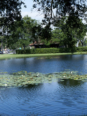 Fototapeta na wymiar Flowers, Lakes and water features in Bueno Vista in Orlando Florida