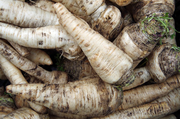 Farm fresh parsnips displayed for market 