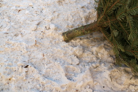 Used xmas tree in the snow