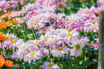 Obraz na płótnie Canvas Beautiful chrysanthemum as background picture.