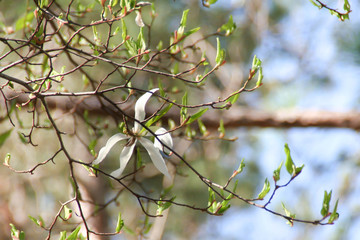 Last Petals Standing
