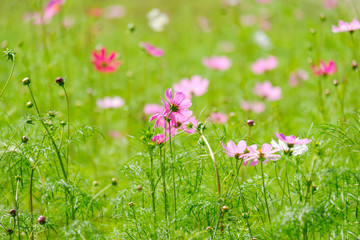 Fototapeta premium Cosmos flowers in the park , Beautiful flowers in the garden, colorful day