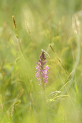 Creative photo of a flower
