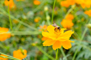 Bee drinking nectar from a sunflower pollen, Yellow flower with