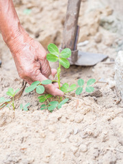 The gardener plants the peanut
