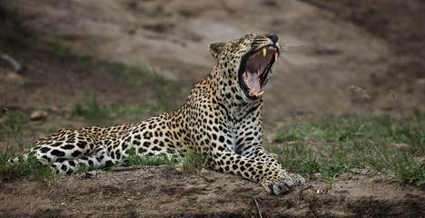 Fototapeta na wymiar Leopard yawning