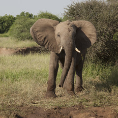 Fototapeta premium Elephant