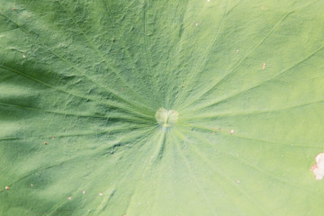 lotus leaves