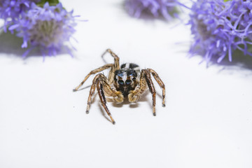 spider and the flower close up macro lens