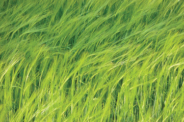 Fresh New Green Common Wild Barley Field Horizontal Background Pattern, Hordeum vulgare L. Spikes, Organic Cereals Metaphor Concept
