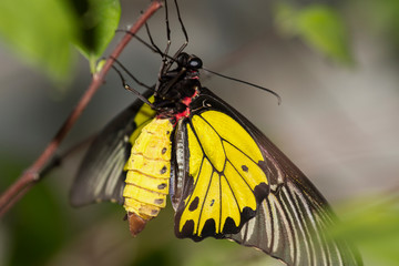 butterfly on a green tree in neture background