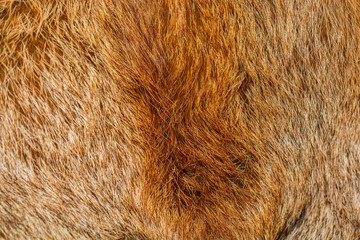 Golden and brown fur texture background