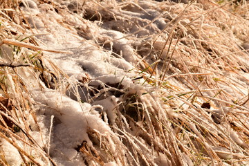 Schneebedecktes braun-grünes Gras