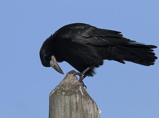 Rook, Corvus frugilegus