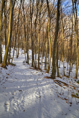 Beautiful winter forest landscape