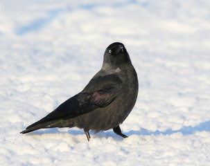 Jackdaw on snow, Corvus monedula